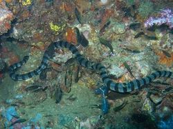 10 Ular Ini Paling Mematikan di Dunia