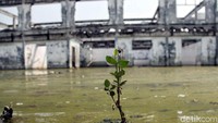 Akibatnya bangunan tersebut tak dapat lagi digunakan. Karena air rob yang merendam bangunan tersebut perlahan merusak bangunan tersebut.