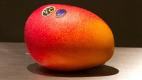 Ini namanya Egg of the Sun Mango. Di tahun 2014, dua buah mangga ini dijual seharga $3662 (Rp 52.5 juta).  Foto: Istimewa