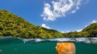 Di Pulau Eil Malk, Palau, ada danau yang jadi rumah bagi ubur-ubur tak menyengat. Spot ini pun digemari traveler yang penasaran snorkeling bareng ubur-ubur. Di Derawan juga ada nih! (Thinkstock)
