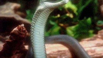 Black Mamba: Selain salah satu yang paling mematikan, ular ini juga merupakan salah satu yang tercepat. Black mamba dapat bergerak dengan kecepatan 5,5 meter per detik dan gigitannya dapat membunuh manusia dalam 30 menit. (foto: Wikipedia)