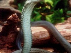 10 Ular Ini Paling Mematikan di Dunia