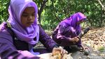 Serunya Belajar Tanam dan Olah Hasil Panen Cokelat