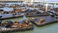 Fishermans Wharf memiliki Pier 39. Suatu tempat yang jadi habitat singa laut untuk berjemur (Fishermans Wharf)