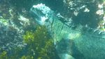 Snorkeling Anti Mainstream, Bareng Babi Sampai Godzilla