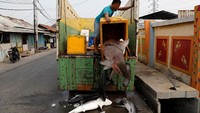Dari seluruh anggota tubuh ikan predator ini bagian sirip ikan hiu memang yang paling banyak dicari karena menjadi bahan olahan makanan untuk kelas atas. Beawiharta/Reuters.