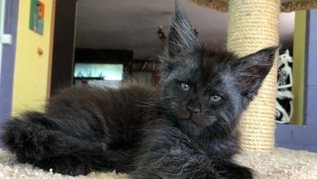 Kucing ini dianggap memiliki ekspresi wajah yang mirip dengan manusia. (Foto: Instagram)