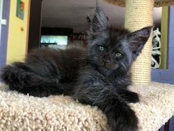 Viral Wajah Kucing Mirip Manusia, Lucu atau Seram?