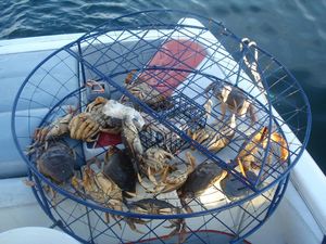 Mancing Kepiting, Pria Ini Terinfeksi Bakteri Pemakan Daging