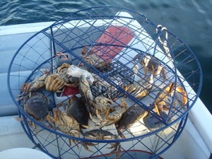 Mancing Kepiting, Pria Ini Terinfeksi Bakteri Pemakan Daging