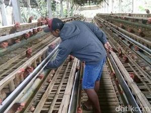 Peternak Sebut Daya Beli Turun Jadi Penyebab Harga Telur Hancur