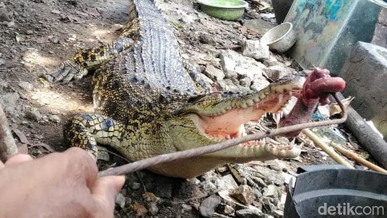 Menu Makan Buaya Pon-pon, Mulai Ikan Kecil Hingga Kepala Ayam Menu Makan Buaya Pon-pon, Mulai Ikan Kecil Hingga Kepala Ayam