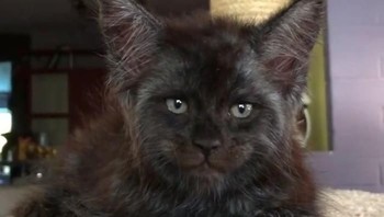 Sosok kucing tersebut baru-baru ini menjadi tenar lantaran wajahnya yang sedikit berbeda dengan kucing kebanyakan. (Foto: Instagram)