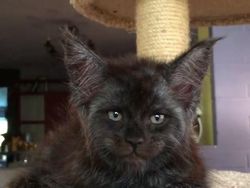 Viral Wajah Kucing Mirip Manusia, Lucu atau Seram?