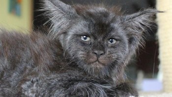 Dengan potret viral Valkyrie, kini akun Instagramnya telah diikuti lebih dari 37 ribu followers. (Foto: Instagram)