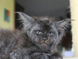 Viral Wajah Kucing Mirip Manusia, Lucu atau Seram?