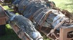Penampakan Buaya Raksasa 600 Kg yang Ditangkap di Australia