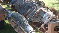 Buaya raksasa ini ditangkap bersama seekor buaya lebih kecil yang memiliki panjang hanya 2,37 meter. Foto: Katherine Times via news.com.au