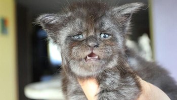 Jadi bagaimana menurut kamu, wajah kucing ini mirip dengan manusia atau tidak? (Foto: Instagram)