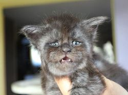 Viral Wajah Kucing Mirip Manusia, Lucu atau Seram?