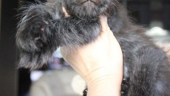 Namun Valkyrie yang menjadi bintang di akun Instagramnya lantaran wajahnya yang unik. (Foto: Instagram)