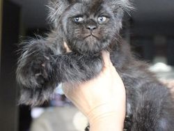 Viral Wajah Kucing Mirip Manusia, Lucu atau Seram?