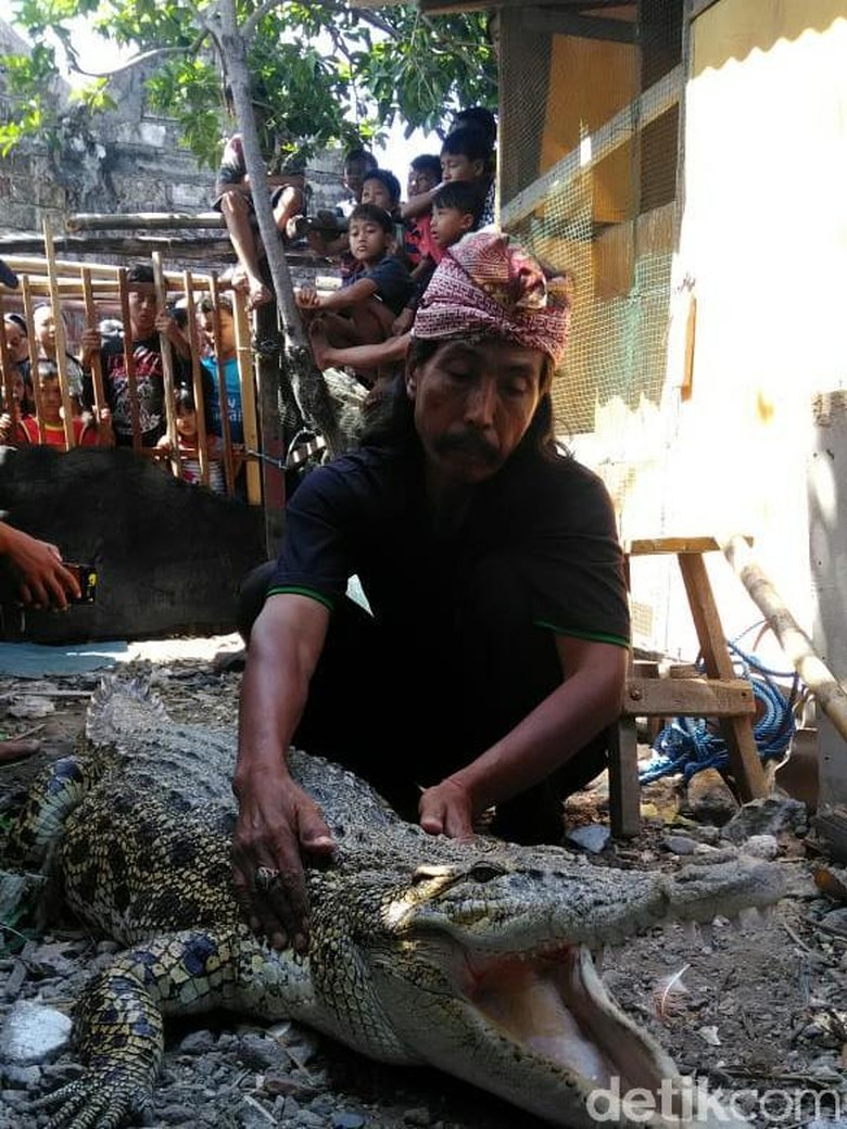 Bagaimana Buaya Pon-pon Mendapatkan Namanya, Begini Ceritanya Bagaimana Buaya Pon-pon Mendapatkan Namanya, Begini Ceritanya
