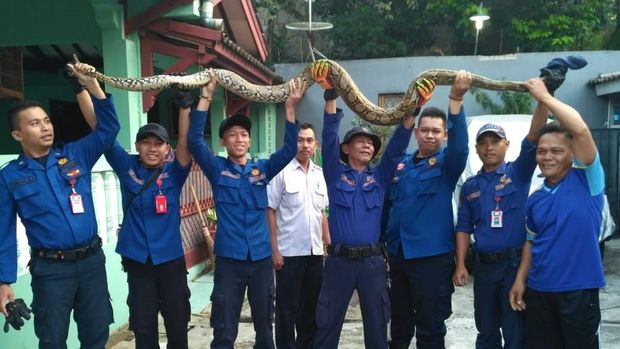 Ular sanca di rumah warga
