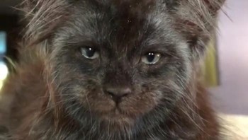 Kucing tersebut dinamai Valkyrie. Kucing ini berjenis ras Maine Coon. (Foto: Instagram)