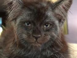 Viral Wajah Kucing Mirip Manusia, Lucu atau Seram?