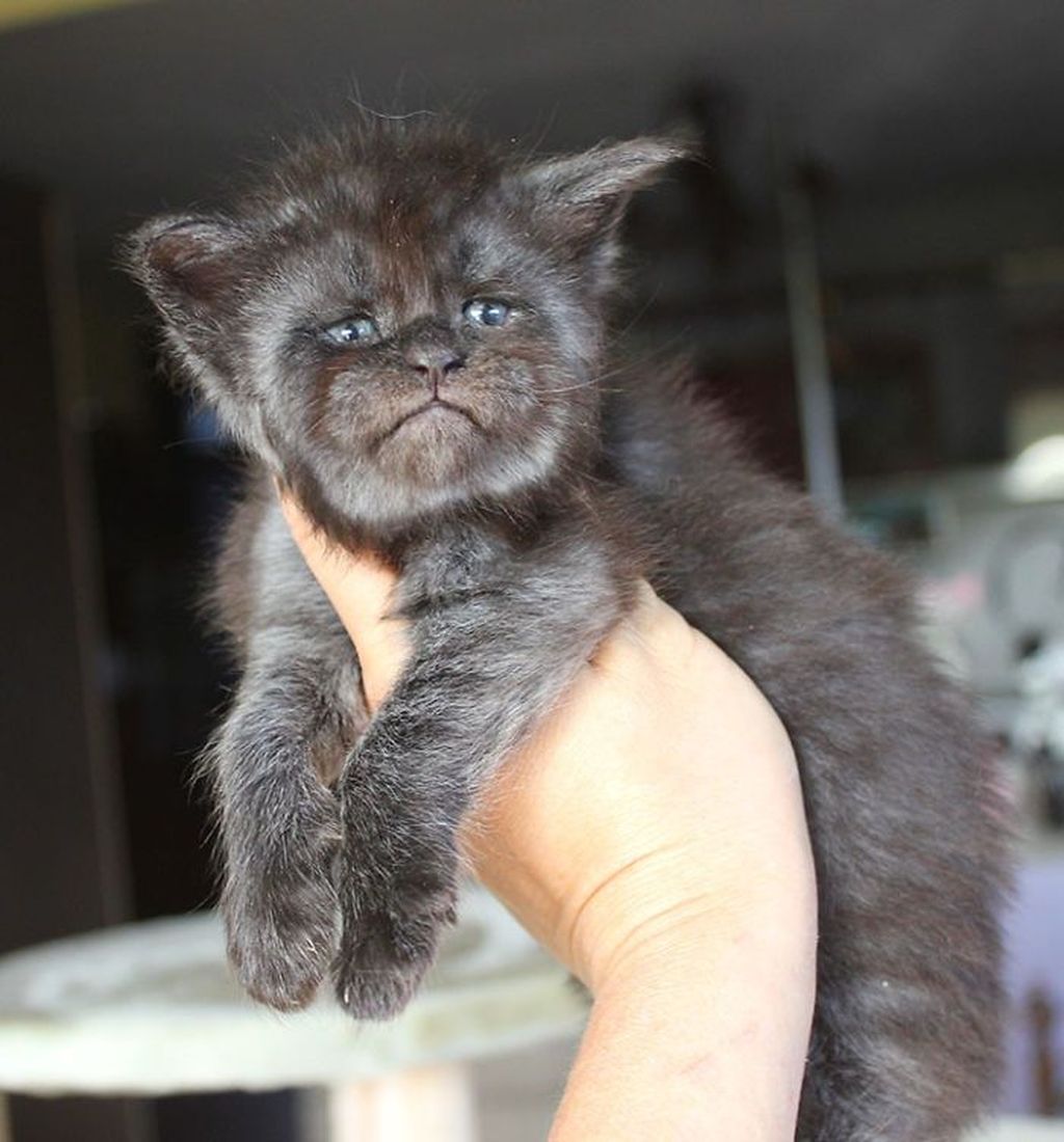 Viral Wajah Kucing Mirip Manusia