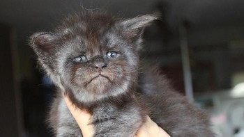 Lucu menggemaskan atau malah menyeramkan? (Foto: Instagram)