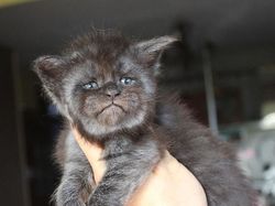 Viral Wajah Kucing Mirip Manusia, Lucu atau Seram?