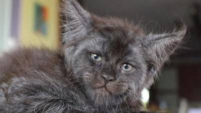 Viral Wajah Kucing Mirip Manusia, Lucu atau Seram?