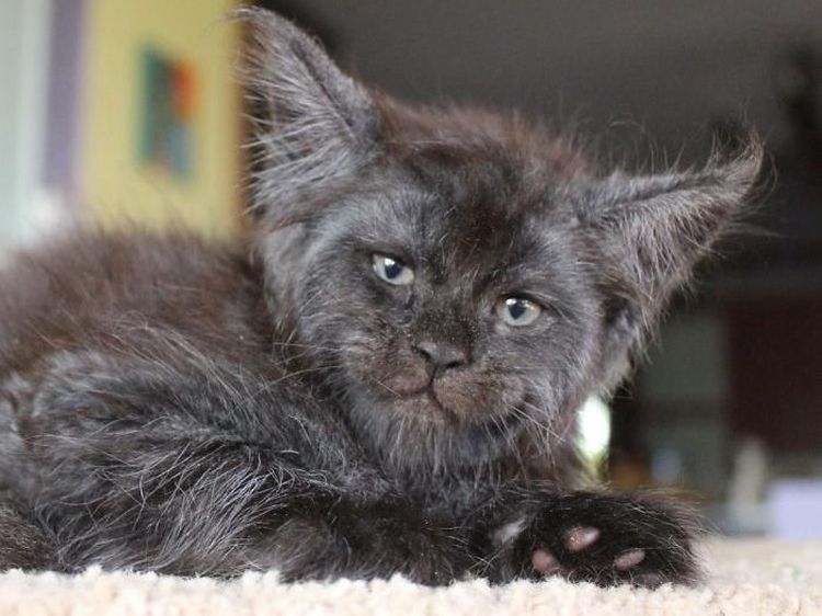 Viral Wajah Kucing Mirip Manusia, Lucu atau Seram?