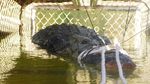 Penampakan Buaya Raksasa 600 Kg yang Ditangkap di Australia