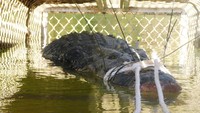 Otoritas satwa liar Australia Utara berhasil menangkap seekor buaya raksasa yang diburu selama 8 tahun terakhir. Foto: AAP Image/Supplied by Northern Territory Parks and Wildlife via REUTERS