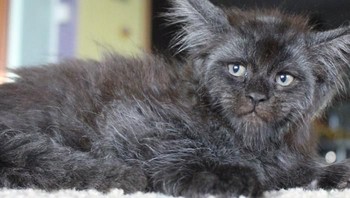 Valkyrie tenar lantaran sang pemilik Tatiana Rastorgueva asal Rusia kerap memposting foto Valkyrie di akun Instagram pribadinya di @catsvillcounty. (Foto: Instagram)