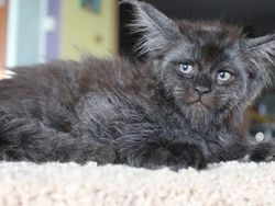 Viral Wajah Kucing Mirip Manusia, Lucu atau Seram?