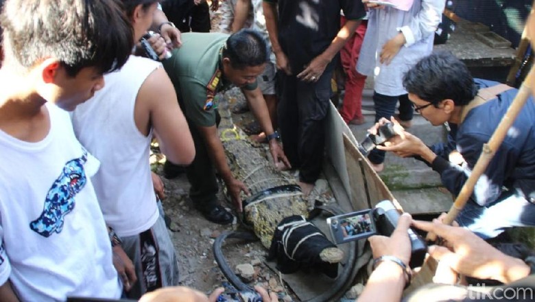 Tetes Air Mata Buaya Pon-pon Sebelum Dievakuasi BKSDA Tetes Air Mata Buaya Pon-pon Sebelum Dievakuasi BKSDA