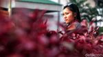 Aksi Crismonita Gotong Sepeda