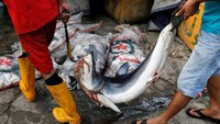 Perburuan ikan hiu masih banyak dilakukan oleh beberapa nelayan di Indonesia, salah satunya di kawasan Kalibaru utara Jakarta. Beawiharta/Reuters.