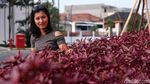 Aksi Crismonita Gotong Sepeda