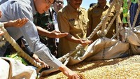  Alhamdulillah. Di triwulan pertama tahun 2018, NTB berhasil mengekspor jagung sebanyak 11.500 ton ke Filipina, dari total tahap awal 30.000 ton jagung, tulisnya. Wah, pantas saja sang gubernur sangat memperhatikan kondisi jagung yang sudah panen ini. Foto: Instagram tuangurubajang