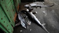 Namun, perburuan sirip ikan hiu ini membuat para nelayan hanya membutuhkan sirip ikan predator tersebut, sedangkan ikan-ikan hiu yang telah dipotong siripnya akan dibuang atau dibiarkan mati begitu saja. Beawiharta/Reuters.