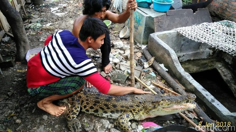 Buaya Pon-pon Ternyata Nakal, Pernah 4 Kali Kabur dari Kandang Buaya Pon-pon Ternyata Nakal, Pernah 4 Kali Kabur dari Kandang