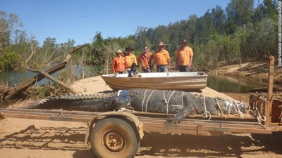 Penampakan Buaya Raksasa 600 Kg yang Ditangkap di Australia