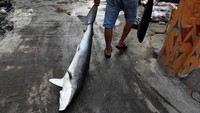 Meskipun tak jarang para nelayan pun juga menjual bagian tubuh ikan hiu lainnya seperti daging dan kulit ikan tersebut. Beawiharta/Reuters.