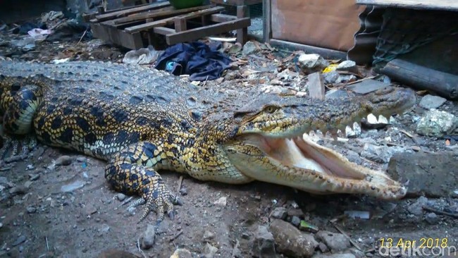Cerita Buaya Pon-Pon yang Doyan Pijat dan Nangis Saat Dievakuasi