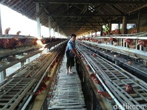 Tutupi Kekurangan Jagung, Peternak Ayam Beli Pakan Buatan Pabrik